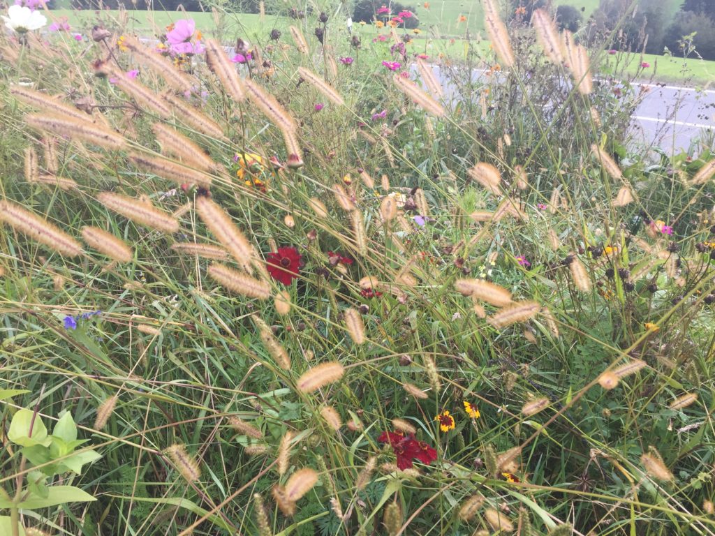 Bienenwiese am Lindberg