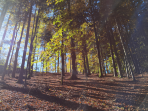 Herbstlicher Wald am Lindberg 