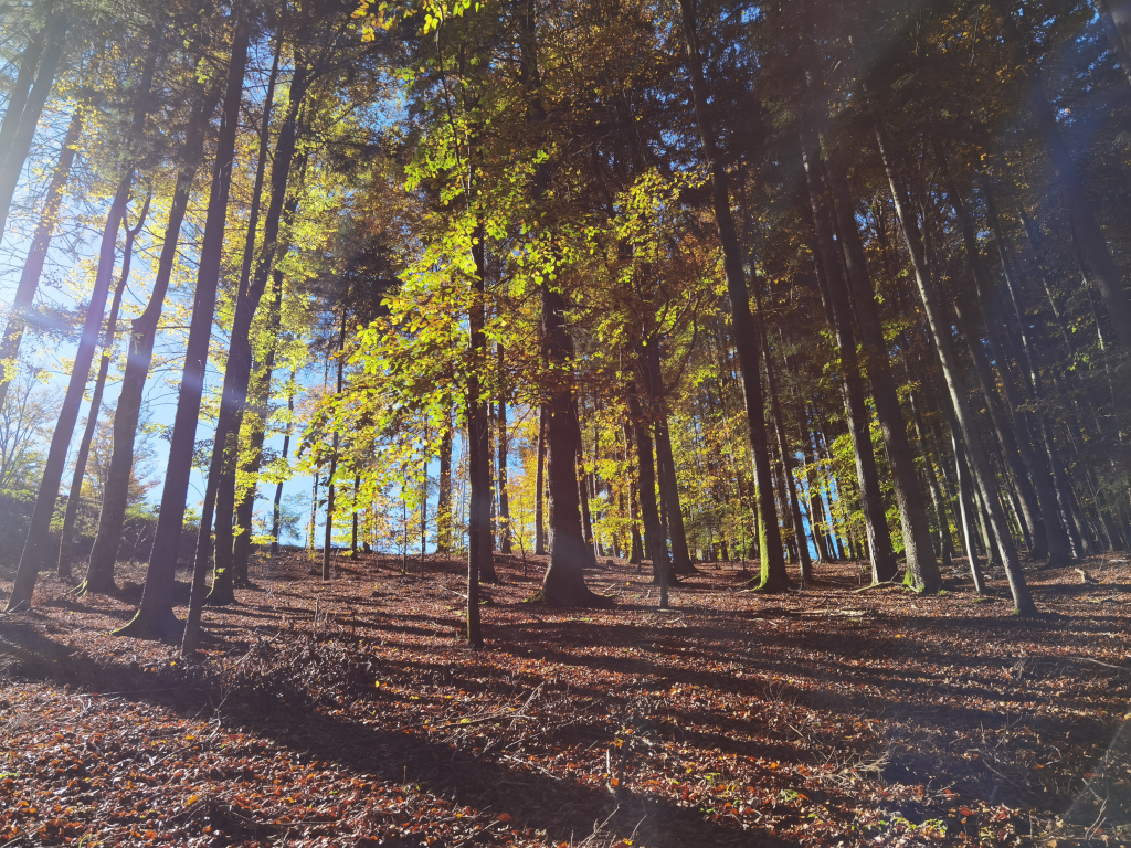 Herbstlicher Wald am Lindberg